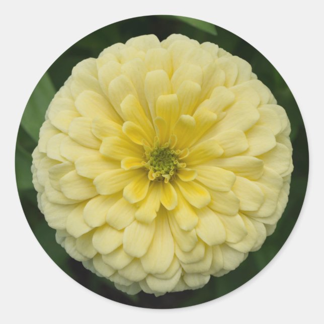 Adesivos redondos de flores da Zinnia amarela (Frente)