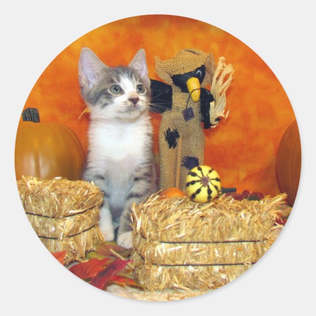 Adesivos Redondos de Gato / Gatinho - A Queda de P (Frente)