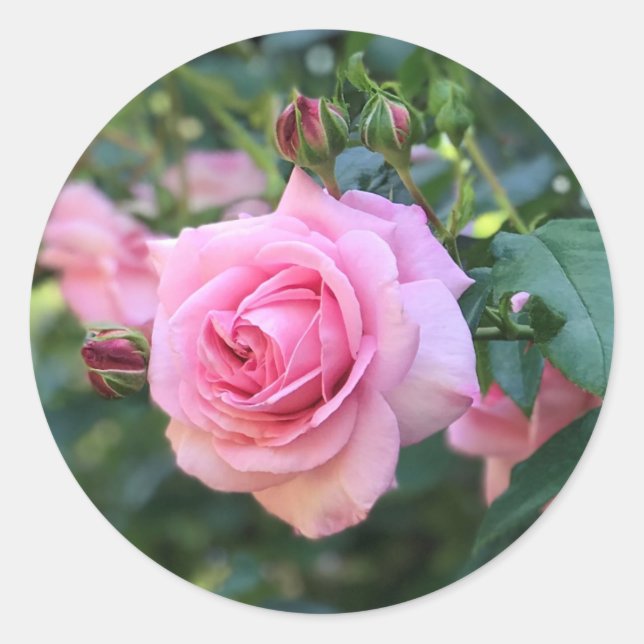 Adesivos Redondos de Rosa Rosa (Frente)