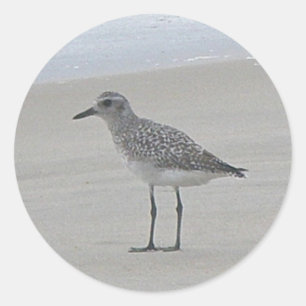 Adesivos Sandpiper