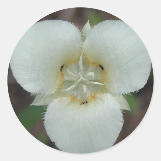 Adesivos Sego Lily (Frente)