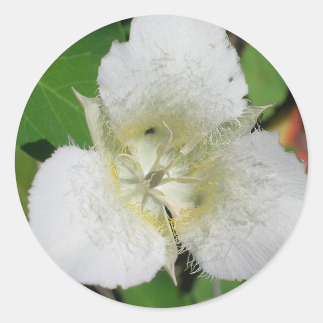 Adesivos Sego Lily (Frente)