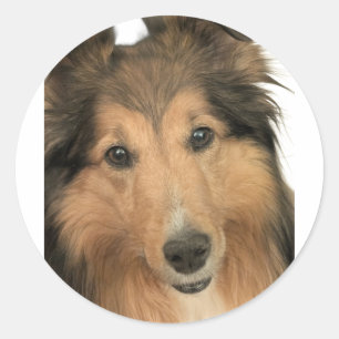 Adesivos Sheltie
