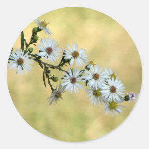 Adesivos SimplesDelight