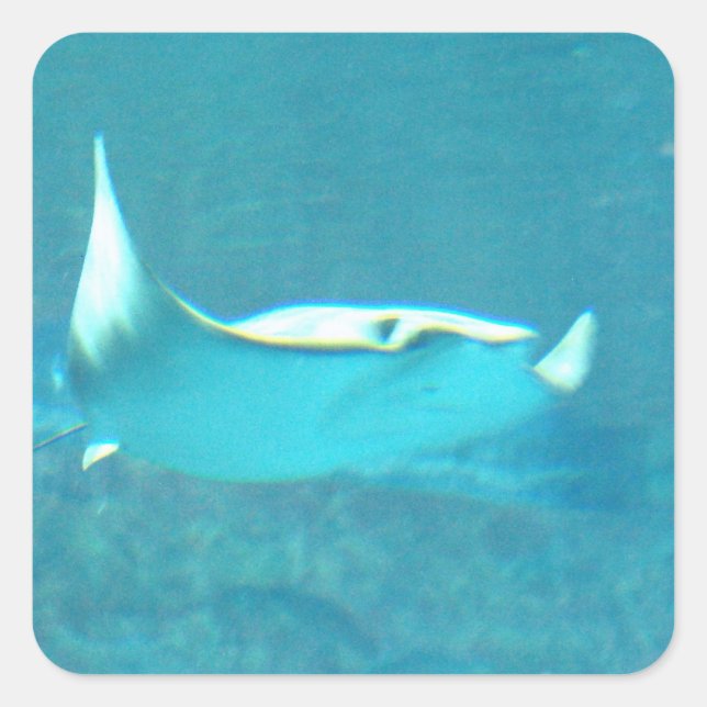 Adesivos Stingray (Frente)