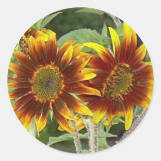 Adesivos SunFlower Duo