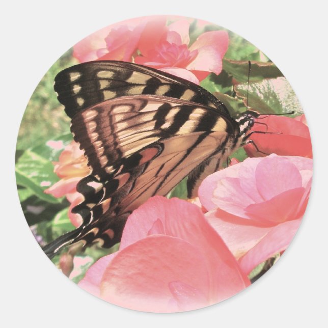 Adesivos Swallowtail de Tigre (Frente)