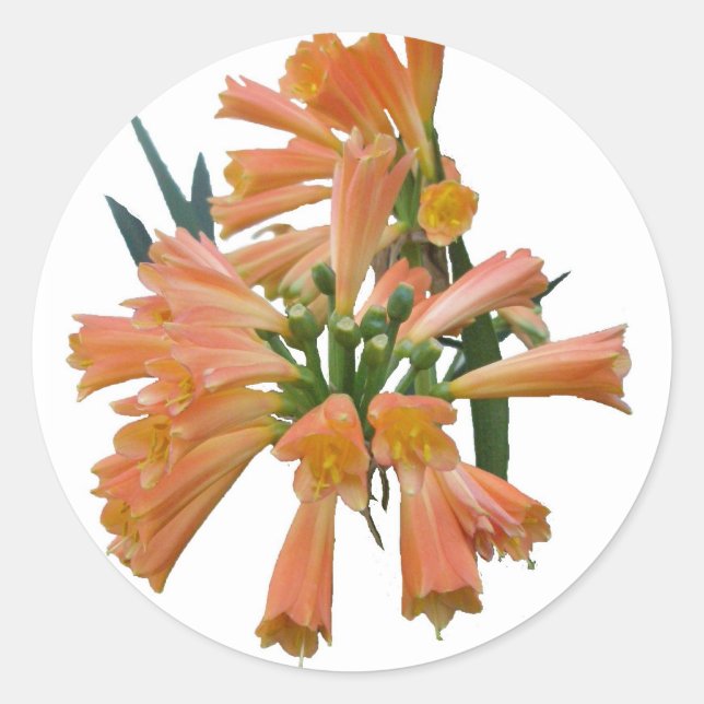 Adesivos Tropicais Laranja (Frente)