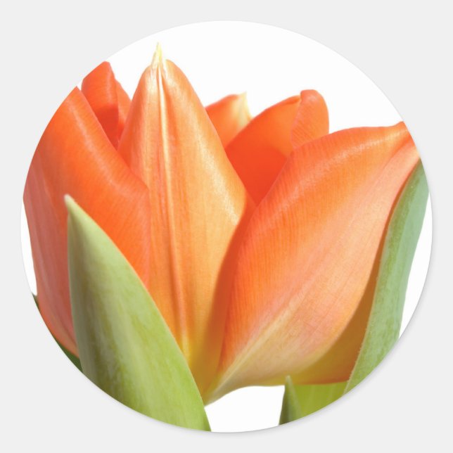 Adesivos Tulip (Frente)