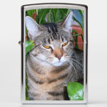 Adicione a foto do seu animal de estimação