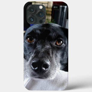 Adicione a foto do seu cão a este personalizado