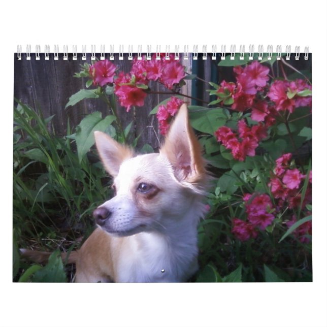 "Adicione calendário das suas próprias fotos    " (Capa)