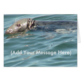 Adicione sua mensagem aqui cartão de foca fofa