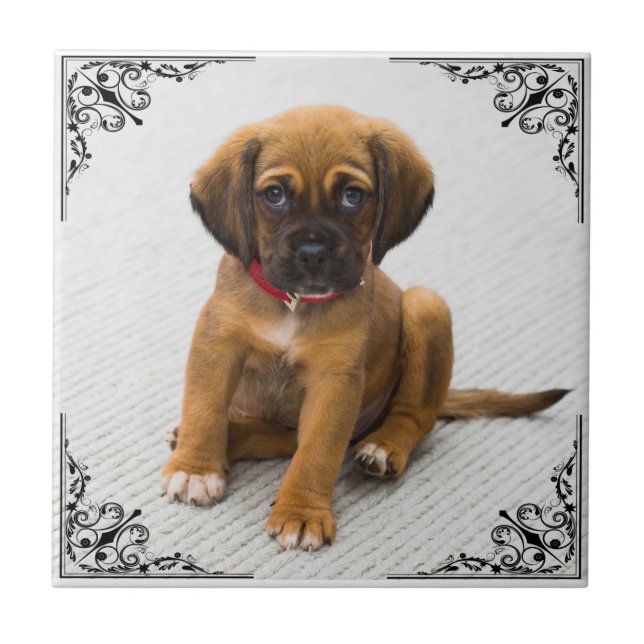 ADICIONE SUA PRÓPRIA FOTO (Frente)