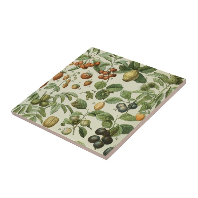 Adolphe Millot - Frutas (Lateral)