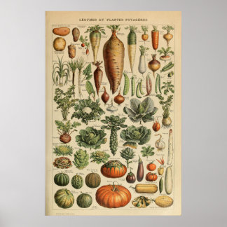 Adolphe Millot Vegetable Illustration Poster