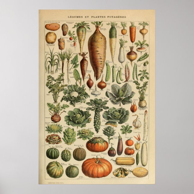 Adolphe Millot Vegetable Illustration Poster (Frente)