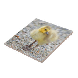 Adorável Bebê Canadá ganha no Gravel