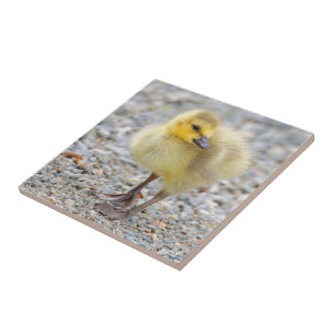 Adorável Bebê Canadá ganha no Gravel