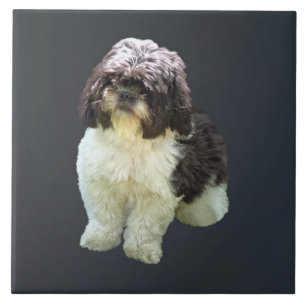 Adorável cachorrinho Shih Tzu