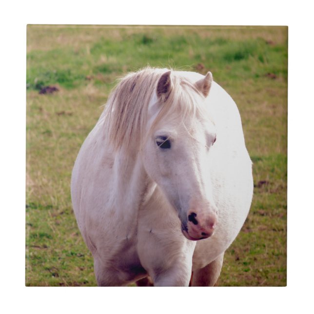 Adorável Cinza Pony (Frente)