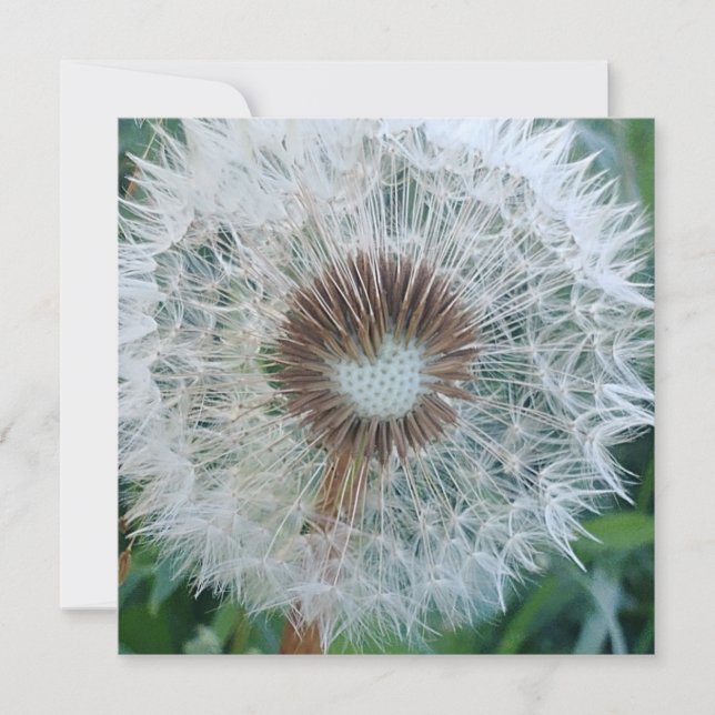 Adorável Dandelion Branco (Frente)