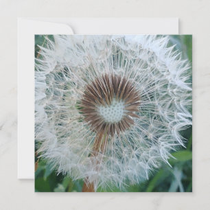 Adorável Dandelion Branco
