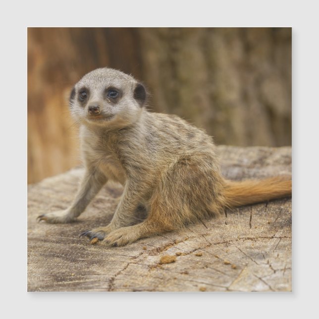 Adorável Meerkat Baby (Frente)