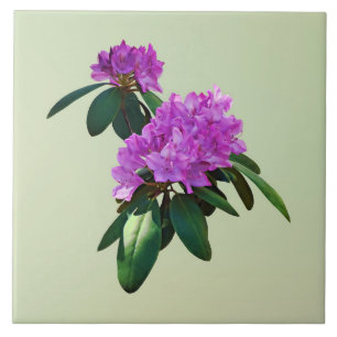 Adorável Rhododendrons Rosa