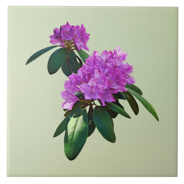 Adorável Rhododendrons Rosa (Frente)