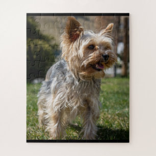 Adorável Yorkie Mia Quebra-cabeça