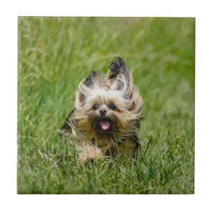 Adorável Yorkshire Terrier correndo pela grama