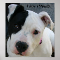 Adoro Pitbulls Poster
