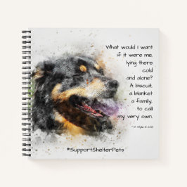 Adotar Um Abrigo - Cão De Montanha Bernês