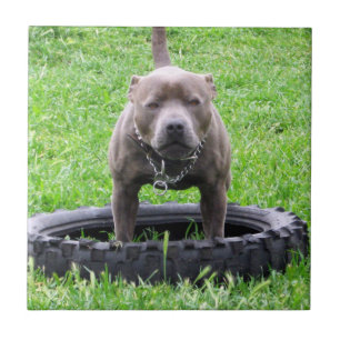 Adulto Masculino Staffordshire Terrier Pronto Para
