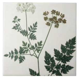 Aethusa Cynapium de "Phytographie Medicale" por J