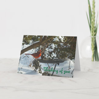 AF- Cardeal no seu cartão pensando em neve