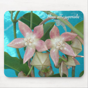 Aff de Hoya. imperialis MousePad