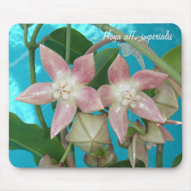 Aff de Hoya. imperialis MousePad (Frente)