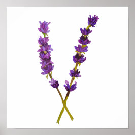 Affiche, poster lavande aquarelle