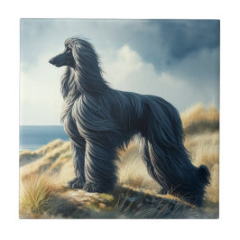 Afghan Hound