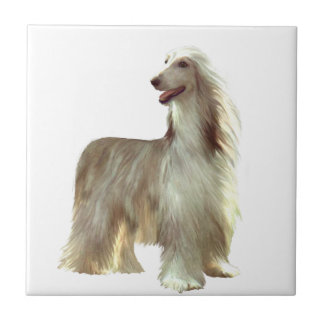 Afghan Hound (B) - corça em pé