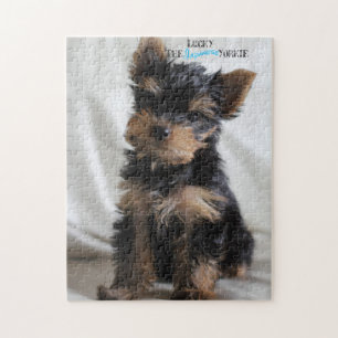 Afortunado o quebra-cabeça de Yorkie 10x14 do