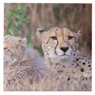 África, África do Sul, Reserva Tswalu. Guepardos