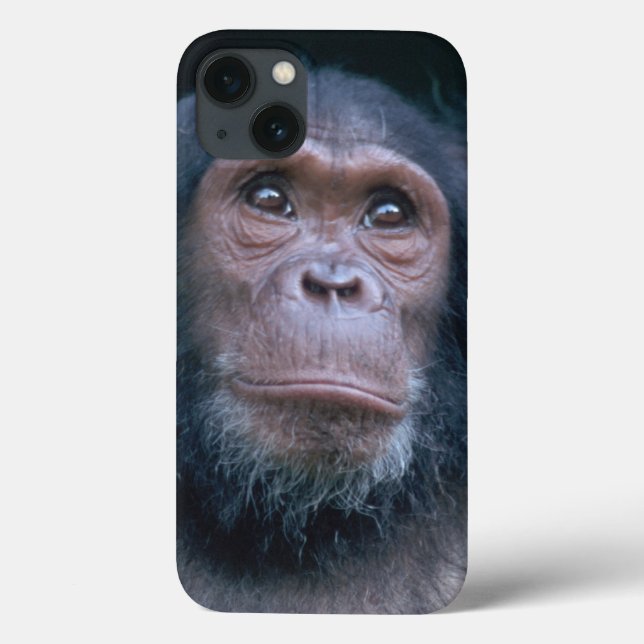 África, África Oriental, Tanzânia, Gombe Nacional (Verso)