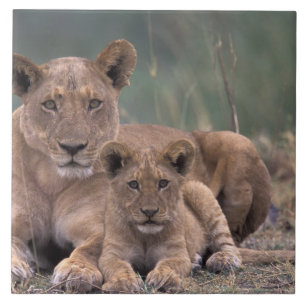 África, Botsuana, Delta do Okavango. Leões
