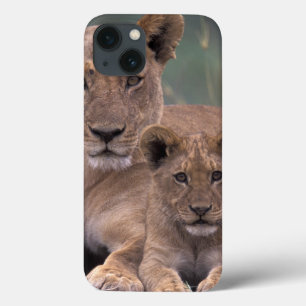 África, Botsuana, Delta do Okavango. Leões