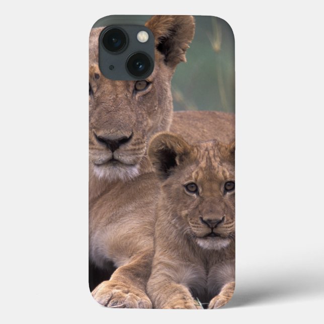 África, Botsuana, Delta do Okavango. Leões (Verso)