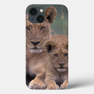 África, Botsuana, Delta do Okavango. Leões