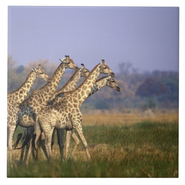 África, Botsuana, Reserva de Caça Moremi (Frente)